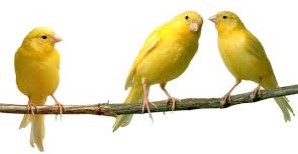 canary pic